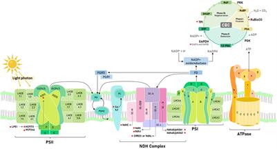 The best of both worlds: photosynthesis and Solanaceae biodiversity seeking a sustainable food and cosmetic industry